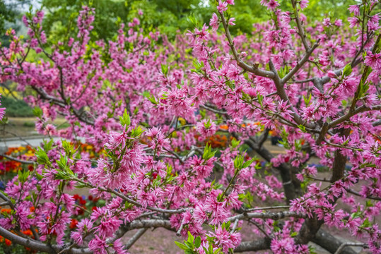 菊花桃