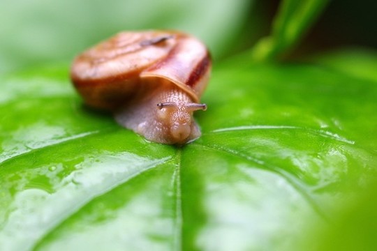 蝸牛