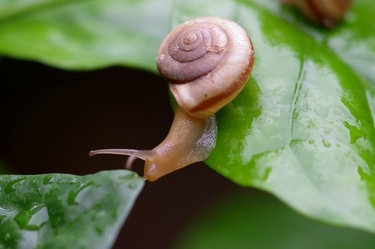 蝸牛