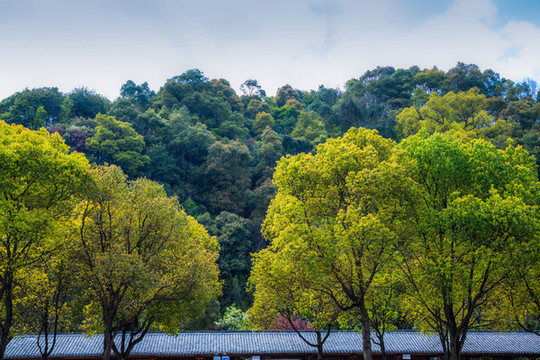 香樟樹