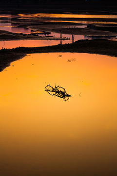 夕陽下的枯樹剪影