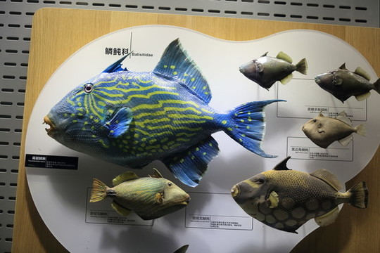 海洋魚類