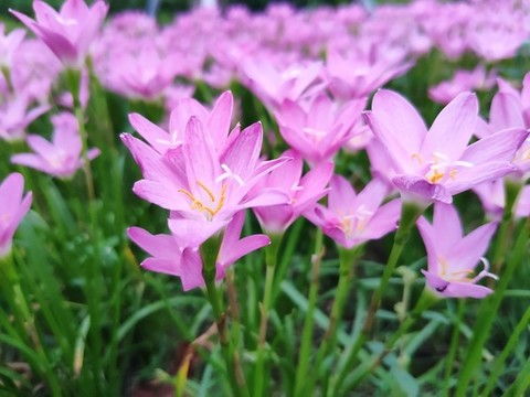 風雨蘭