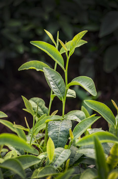 茶葉茶樹