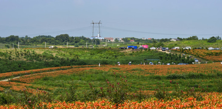 百合花花海