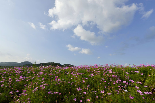 花海莊園