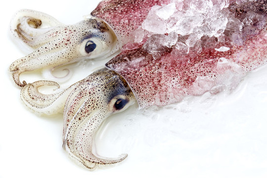 章魚