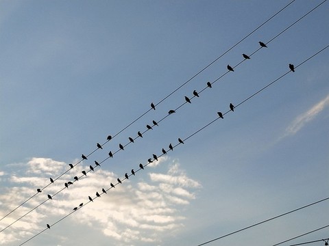 鳥兒五線譜