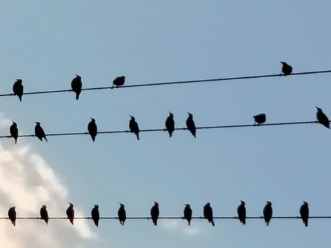 鳥兒五線譜