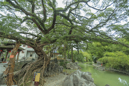 黃姚古鎮(zhèn)龍門榕樹