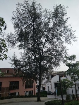 樹
