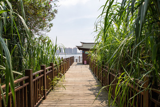 廈門園博苑觀鳥木棧道