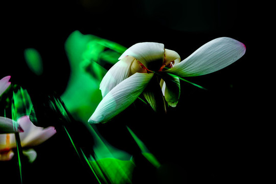 荷花