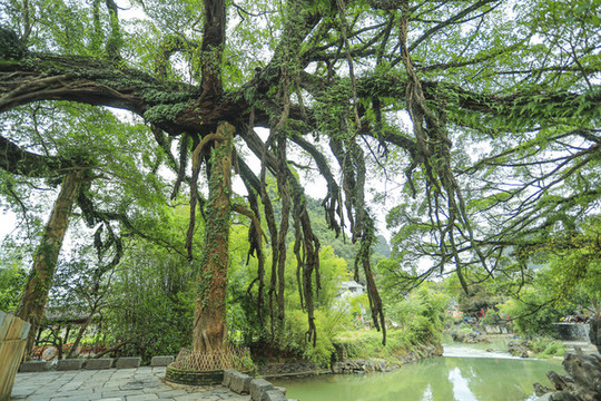 黃姚古鎮(zhèn)龍爪榕