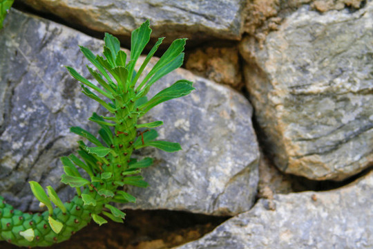 綠植石頭