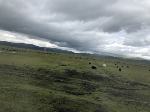 草原風(fēng)光