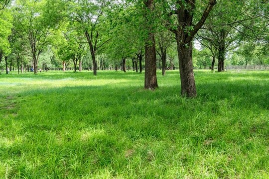 萬樹園