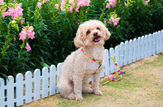 貴賓犬