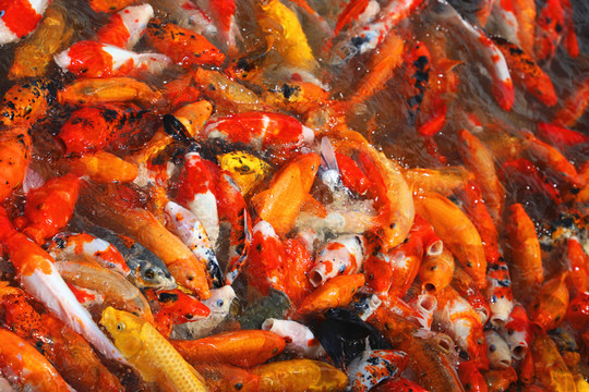 鯉魚翻騰