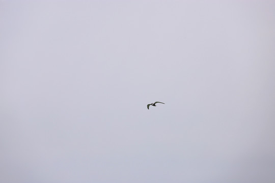 海鳥