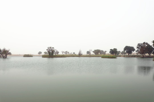 塔里木河的夏季胡楊
