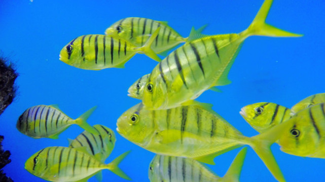 熱帶魚