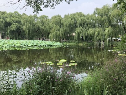 夏天的荷花