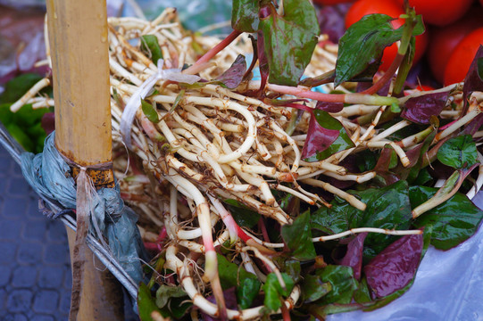 新鮮魚(yú)腥草折耳根側(cè)耳根