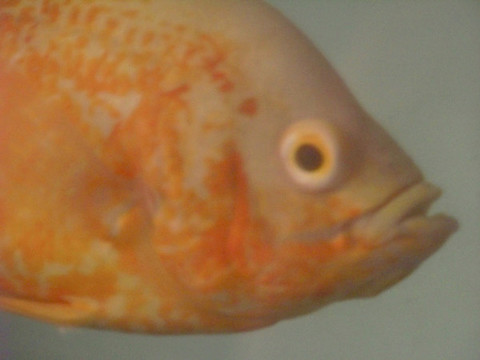 地圖魚