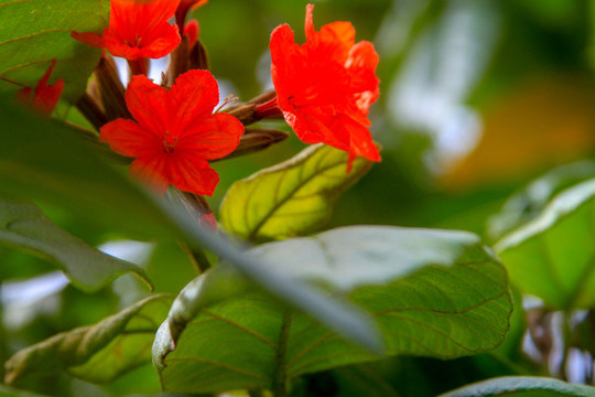 花