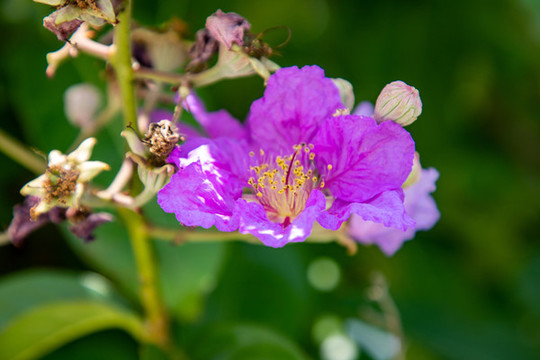 紫薇花