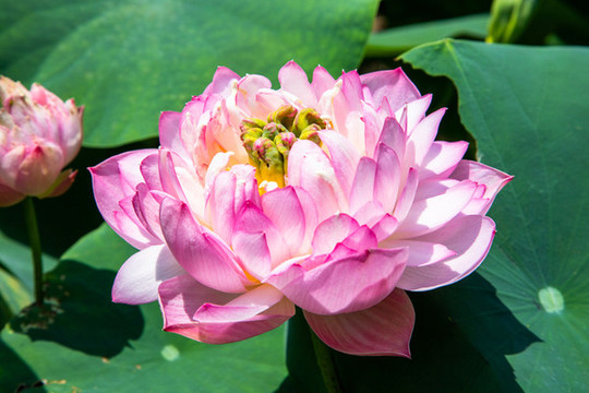 荷花