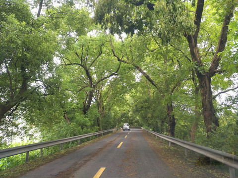 風(fēng)雨林蔭路