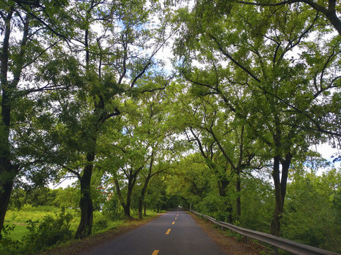 林蔭路遠(yuǎn)方