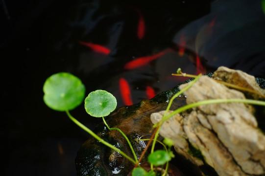 室內(nèi)裝飾金魚池