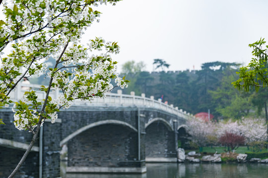 雞鳴寺櫻花