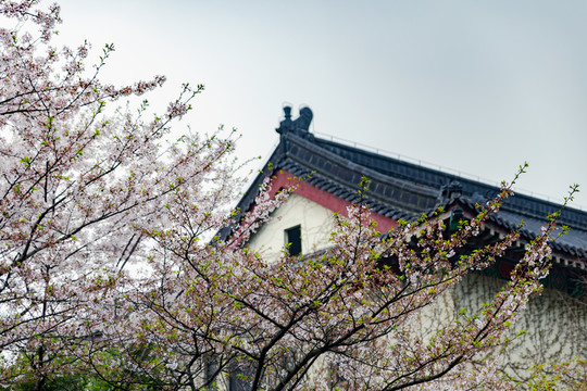 雞鳴寺櫻花