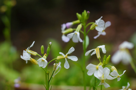 綠色蔬菜