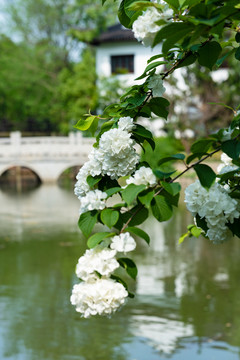 南京繡球公園