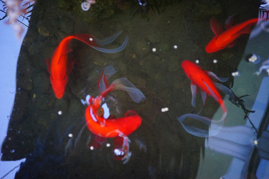 金魚池