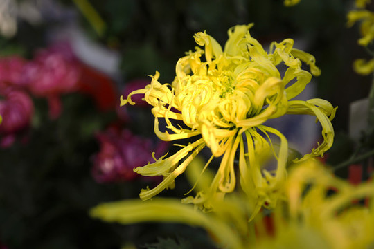 金龍爪菊花
