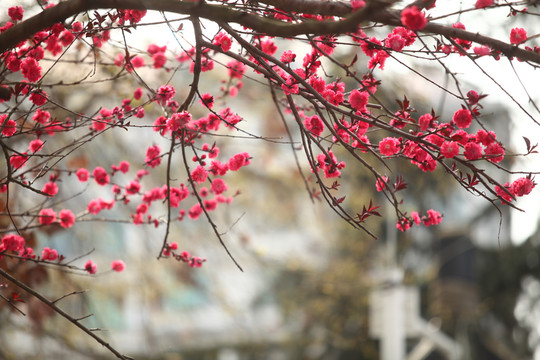 紅花