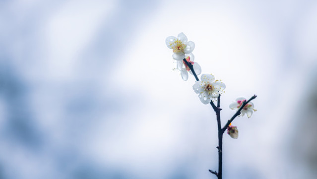 白梅花