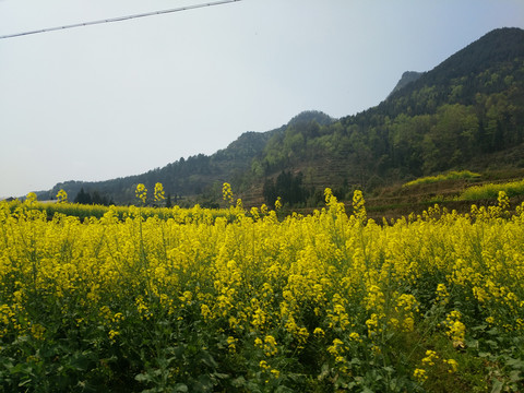 村莊和油菜花田