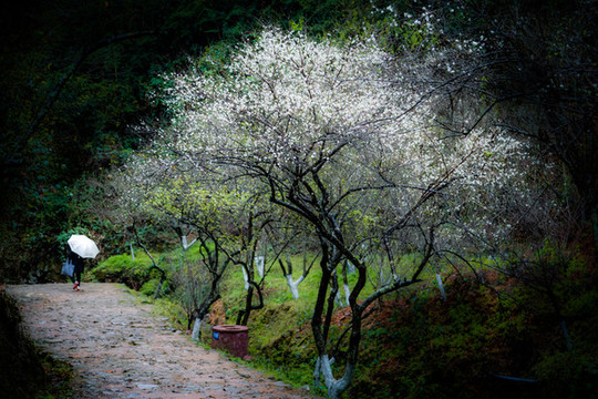 雨中梅嶺