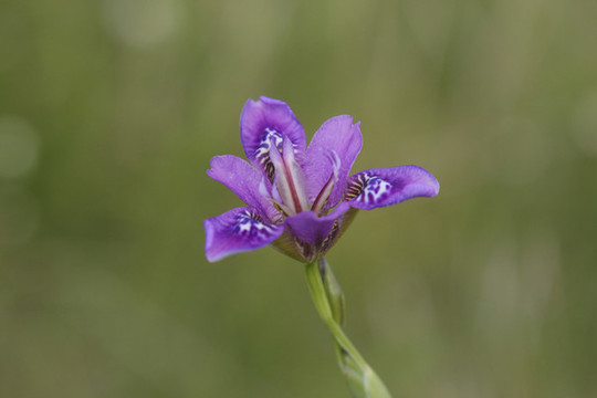 藍(lán)蝴蝶紫蝴蝶鳶尾扁竹花