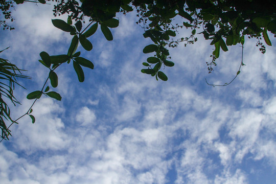 綠植與天空