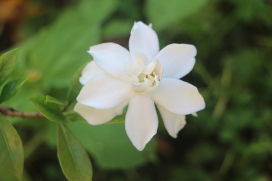 梔子花開