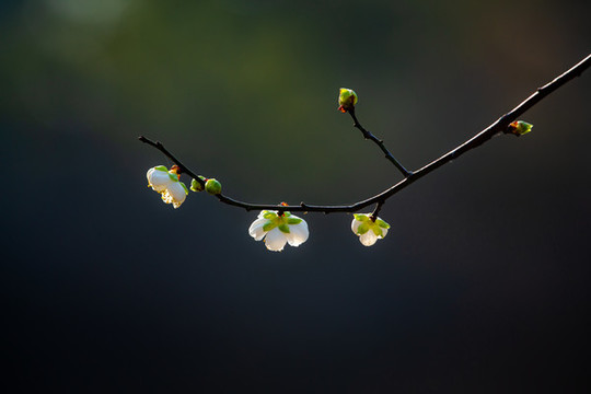 白梅花