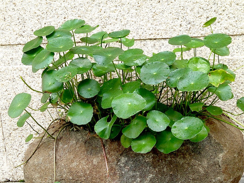 銅錢草